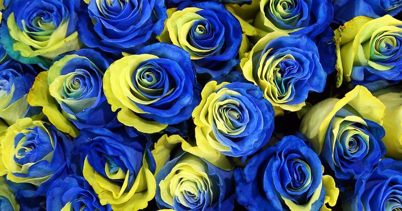 10 цікавих фактів про українську мову Квіти
