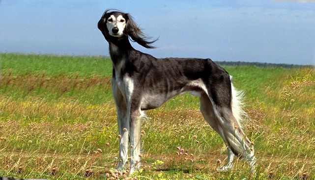 сс