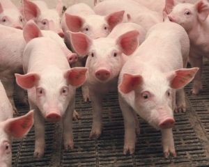 Африканская чума в Сумской области: власти вводят карантин