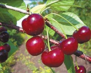 Россия лишит «льгот» украинские продукты, удобрения, шины и корабли