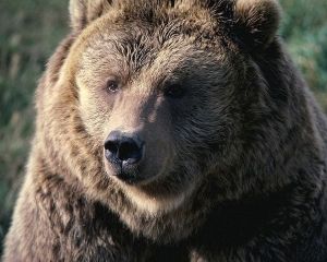 Карпатская медведица пыталась полакомиться человеком