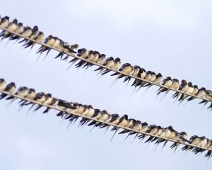 В Китае нашествие ласточек