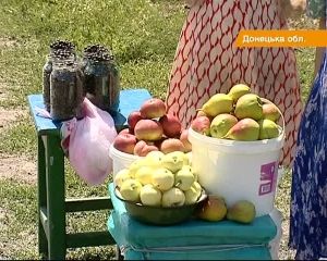 Рекордный урожай фруктов и ягод сгниет в закромах фермеров (видео)