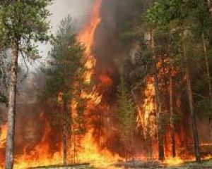 В украинских лесах чрезвычайная пожарная опасность