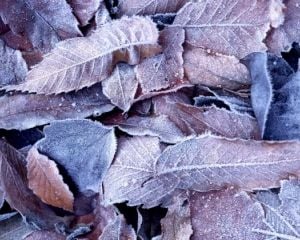 В Киевской области ночью заморозки до -5°С