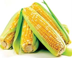 Япония хочет выращивать в Украине кукурузу
