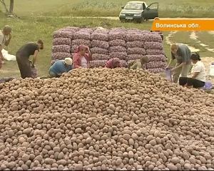 Быть ли украинцам зимой с картофелем: в этом году рекордно низкий урожай