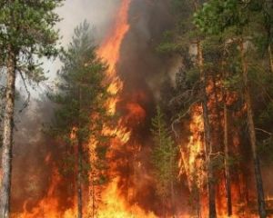 Португалия не справляется с пожарами и просит о помощи
