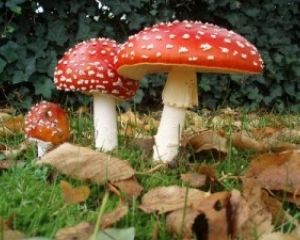 На Житомирщине из-за отравления грибами умерла женщина