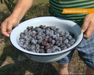 На Закарпатье в это лето с одного дерева собирают до 100 килограмм слив