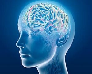 Определить IQ теперь можно сканированием мозга
