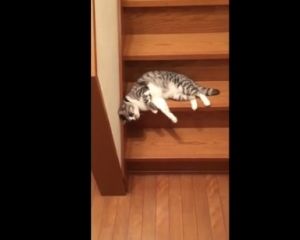 видео как кот на боку спускается с лестницы видео как кот на боку спускается с лестницы