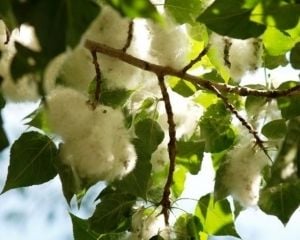 Аллергия на тополиный пух: симптомы и лечение