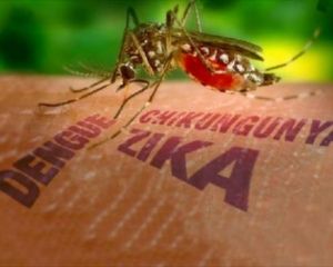 У США та Європі перші заражені вірусом Зіка