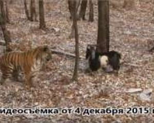 Дружба с тигром пошла козлу на пользу (ВИДЕО)