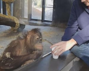 Забавный орангутан в восторге от фокусов (ВИДЕО)