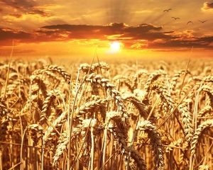Крутой ВИДЕОролик о сельском хозяйстве Украины