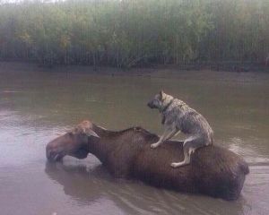 Потоп в Уссурийске: в зоопарке утонули звери, по городу плавают туалеты (ФОТО, ВИДЕО)