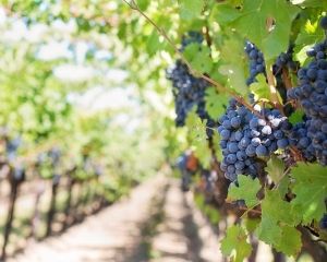 Назван продукт, улучшающий все показатели крови