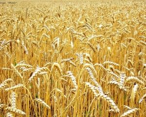 Донбассу и Крыму угрожает голод