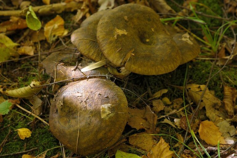 mushroom-228341_960_720