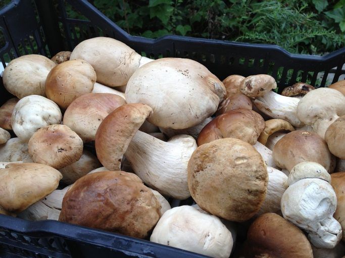 porcini-531483_960_720