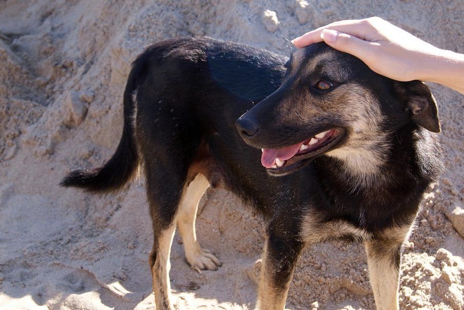 Дружба собаки з людиною: в усьому винні гени