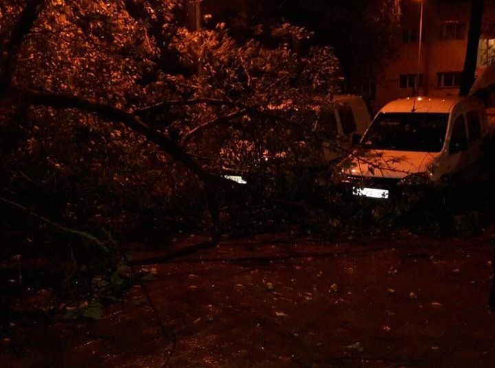 Негода у Львові повалила дерева