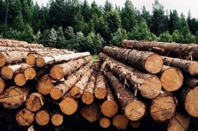 ЄС обіцяє Україні сотні мільйонів за експорт кругляка
