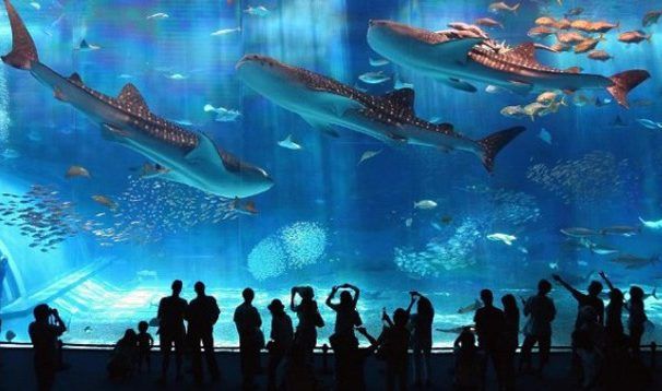 Самый большой 6-этажный аквариум мира: вмещает 3,5 млн литров воды