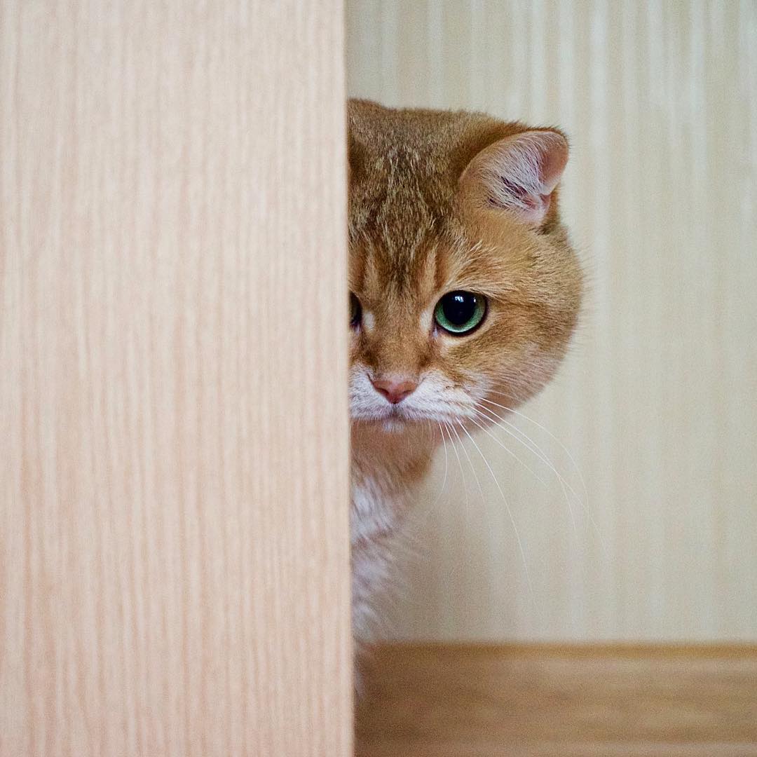 Кот Хосико Фото Кот Хосико Фото