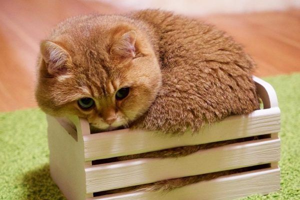 Рудий диво-кіт: тільки їсть, спить і позує для Instagram