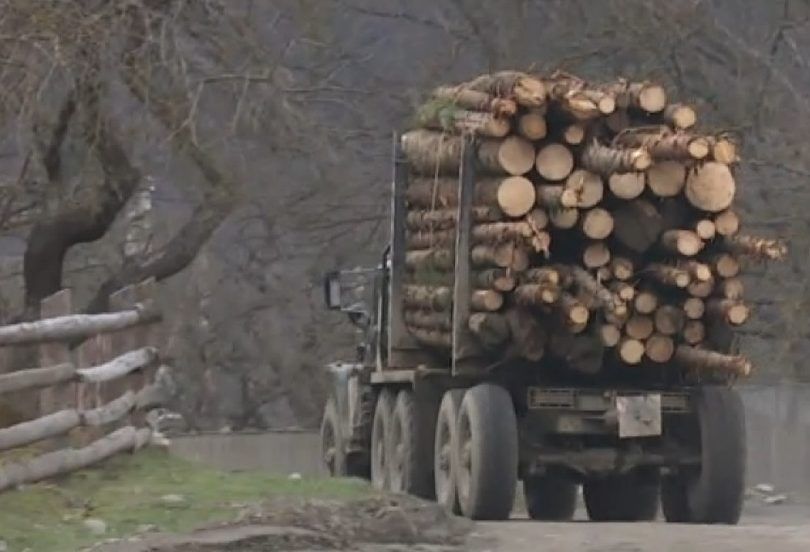 Як зникають ліси Карпат: від 1984 до 2016