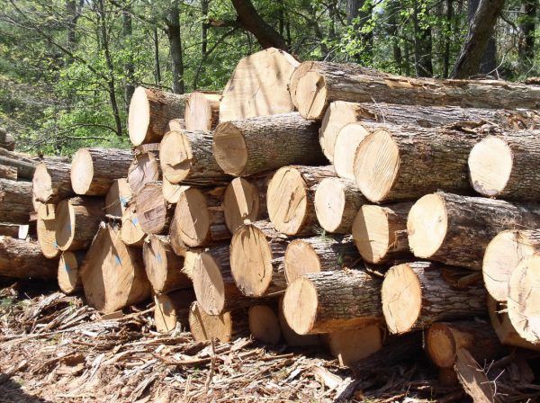 Мораторій на експорт лісу з України: ЄС розвіяв міфи та пояснив позицію