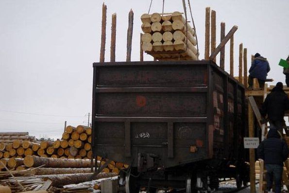 Іноземні фірми закупляють по 250 вагонів незаконної української деревини в день