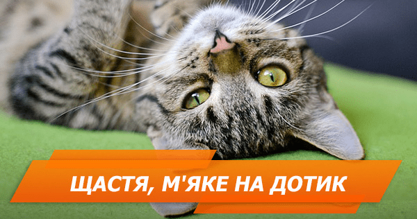 Топ-10 котов, которых вам захочется почесать за ушком