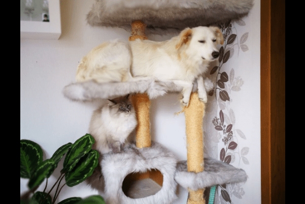 Собака оселився в будинку для котів Тварини