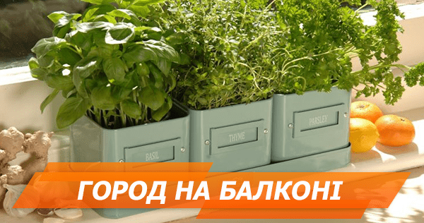 Что можно посадить на балконе. 8 крутых идей ЧТО ПОСАДИТЬ НА БАЛКОНЕ