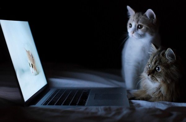 Grammarly: факти про український стартап, який отримав $110 млн