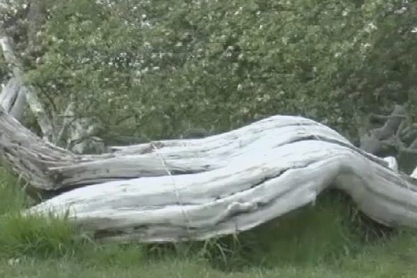 Больше футбольного поля. На Сумщине зацвела 200-летняя чудо-яблоня