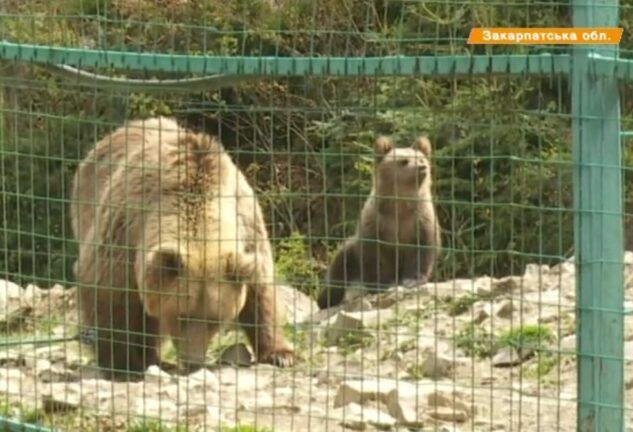 В Нацпарке Синевир родились первые бурые медвежата