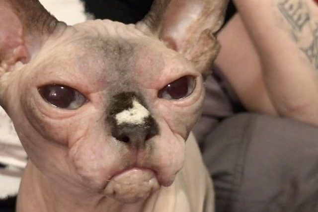 Кот, который ненавидит людей, стал звездой Instagram