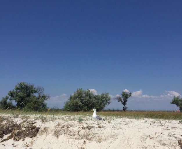 Джарилгач: як відпочити на безлюдному острові в Україні? Фото 10