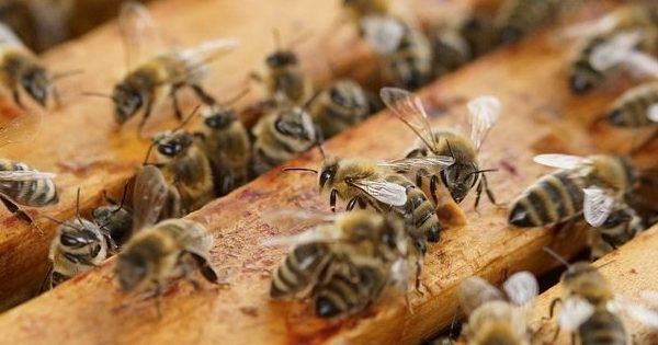 Рій бджіл атакував пологовий будинок в Івано-Франківську