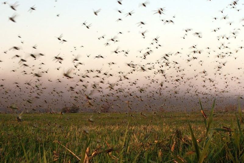 Кара російська: у Криму продовжується масове нашестя сарани Сарана у Криму