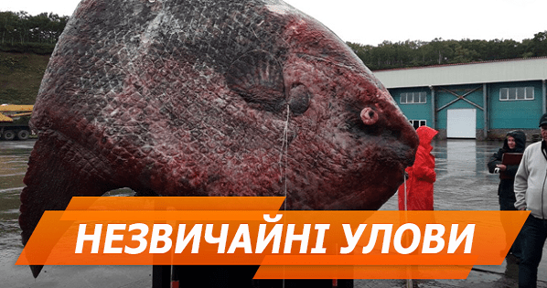 Топ-7 необычных уловов рыбаков