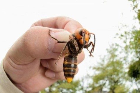 Шершні до смерті закусали чоловіка під Харковом