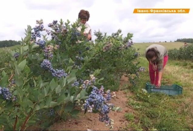 Как заработать в Украине миллион за сезон и что выращивать