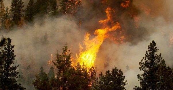 Масштабный пожар на Херсонщине – горит 20 га леса