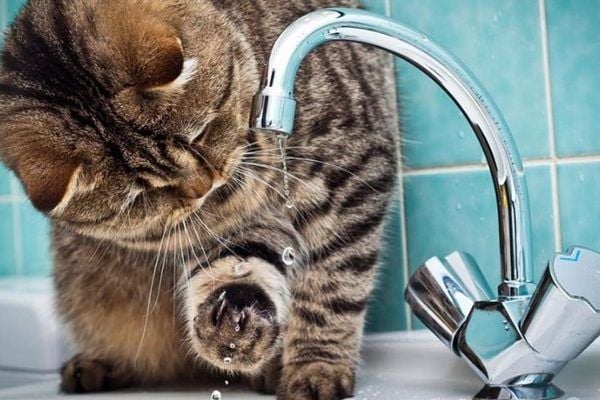 У 4 районах Києва відключать гарячу воду – графік і адреси отключение воды в киеве